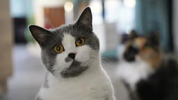 ACSA's profile picture